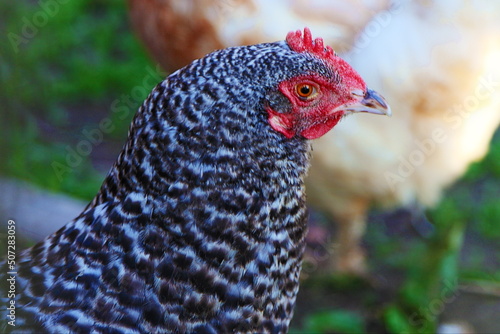 Homemade rustic black and white chicken close-up. European poultryfarm. photo