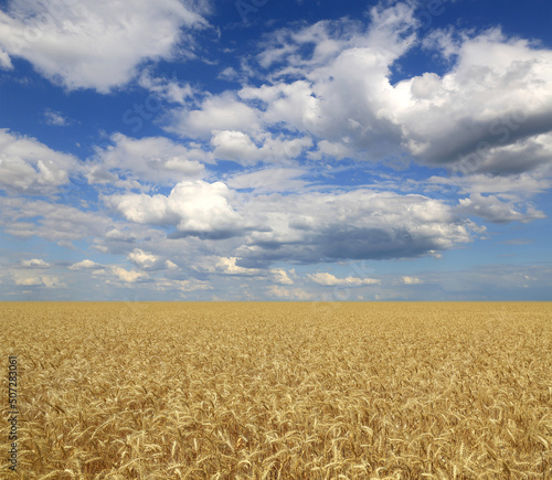 grain field under blue sky with clouds