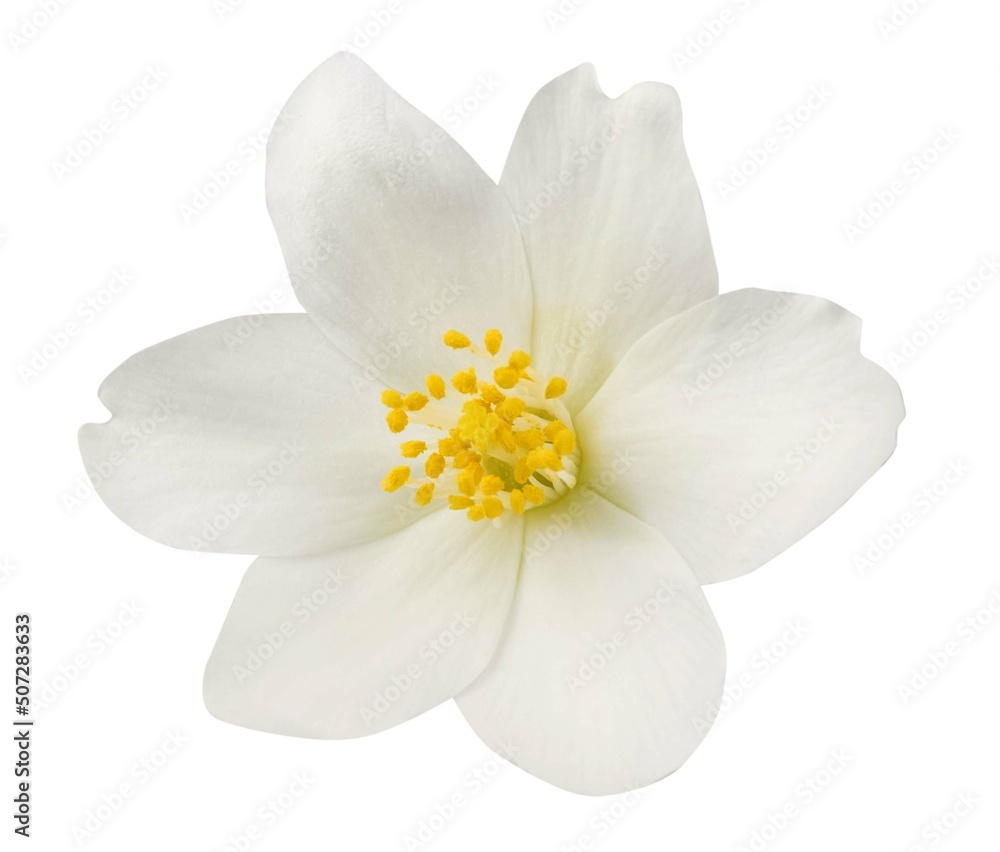 Jasmine flowers isolated on white background Jasmine flowers isolated on white background