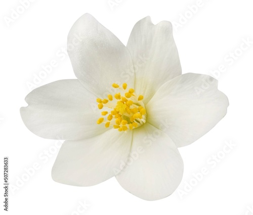 Jasmine flowers isolated on white background © Tetiana