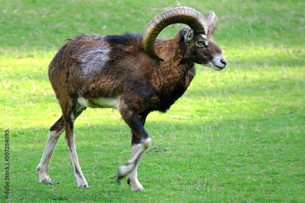 herbivorous animals Wild Mountain Sheep of Europe, Ovis ammon musimon with big cool horns on green grass, habits of artiodactyls, diversity of animal world of planet, protect nature, climate change herbivorous animals Wild Mountain Sheep of Europe, Ovis ammon musimon with big cool horns on green grass, habits of artiodactyls, diversity of animal world of planet, protect nature, climate change