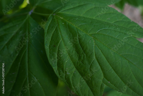 green leaf background