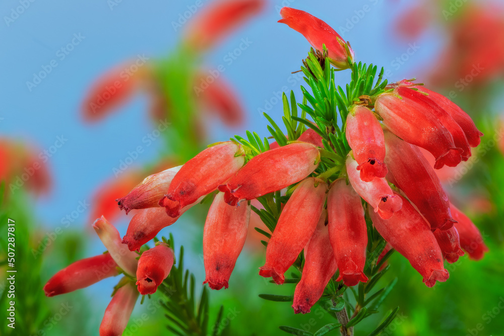 Red erica flower blossoms