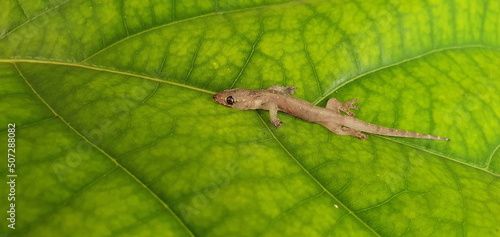 A small lizard lying on a green leaf. Asian or Common House Gecko Hemidactylus frenatus lies are reptiles that live in human homes. scientific name Hemidactylus
 photo