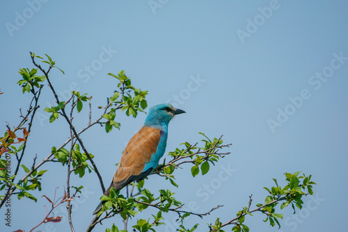 Bir ağaç dalı üzerinde tünemiş Avrupa Silindiri (Coracias garrulus)