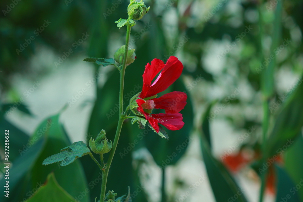 Common Hollyhock Red Flower Closeup Natural in home Garden Common Hollyhock Red Flower Closeup Natural in home Garden