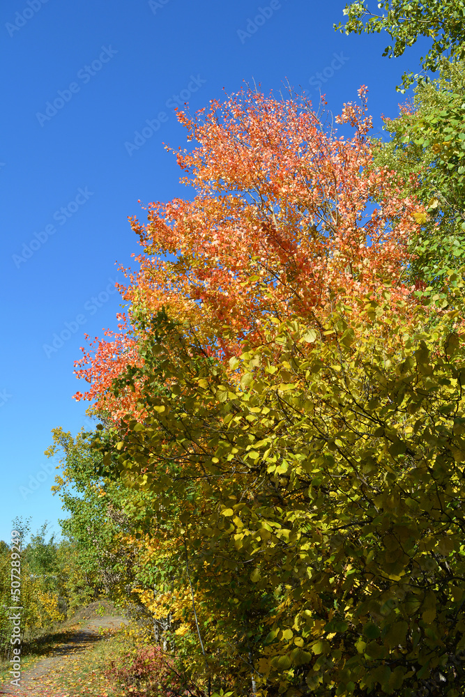 A path along the forest edge. The wind flutters the green leaves of the elm and the orange-red leaves of the aspen. Beautiful autumn landscape. Sunny day. A path along the forest edge. The wind flutters the green leaves of the elm and the orange-red leaves of the aspen. Beautiful autumn landscape. Sunny day.