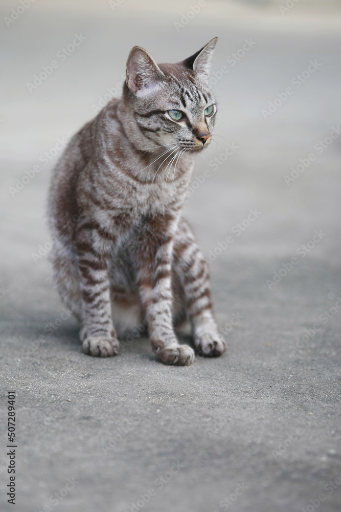 Lovely gray cat sitting at outdoor Lovely gray cat sitting at outdoor