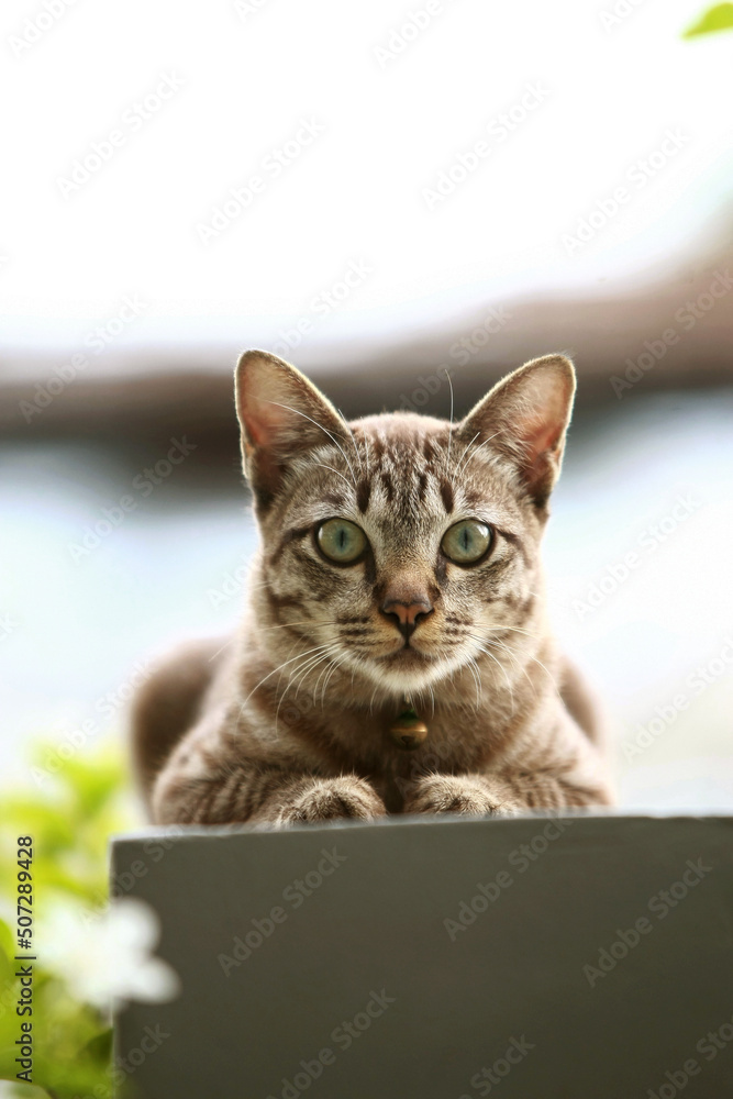 Lovely gray cat sitting at outdoor Lovely gray cat sitting at outdoor