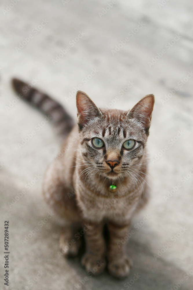 Lovely gray cat sitting at outdoor Lovely gray cat sitting at outdoor