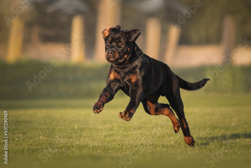 Rottweiler dog  running across the field