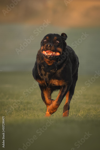 Rottweiler dog  running across the field