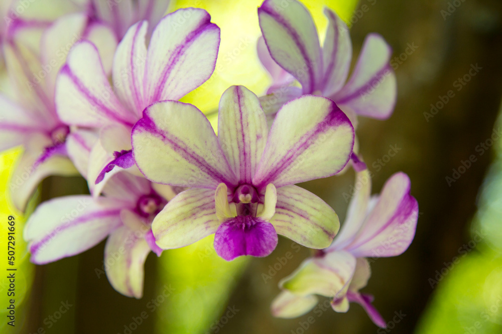 White dendrobium orchids and beautiful patterns are planted in the outdoor garden to decorate the garden to beautify the nature and create a cool and beautiful atmosphere in the outdoor park. White dendrobium orchids and beautiful patterns are planted in the outdoor garden to decorate the garden to beautify the nature and create a cool and beautiful atmosphere in the outdoor park.