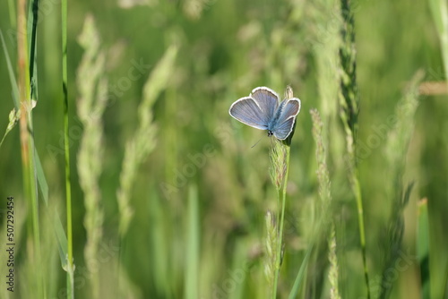 Silver studded blue butterfly with open wings resting on a plant in nature photo