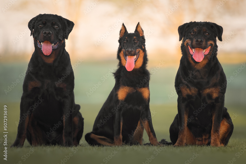 Cute beautiful dog rottweiler and beauceron portrait Stock Photo ...