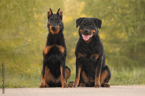 Cute beautiful dog rottweiler and beauceron portrait