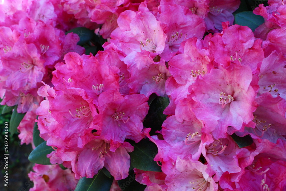 pink flowers pink flowers