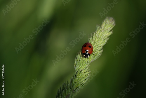Close up of a ladybug resting on a plant in the wild