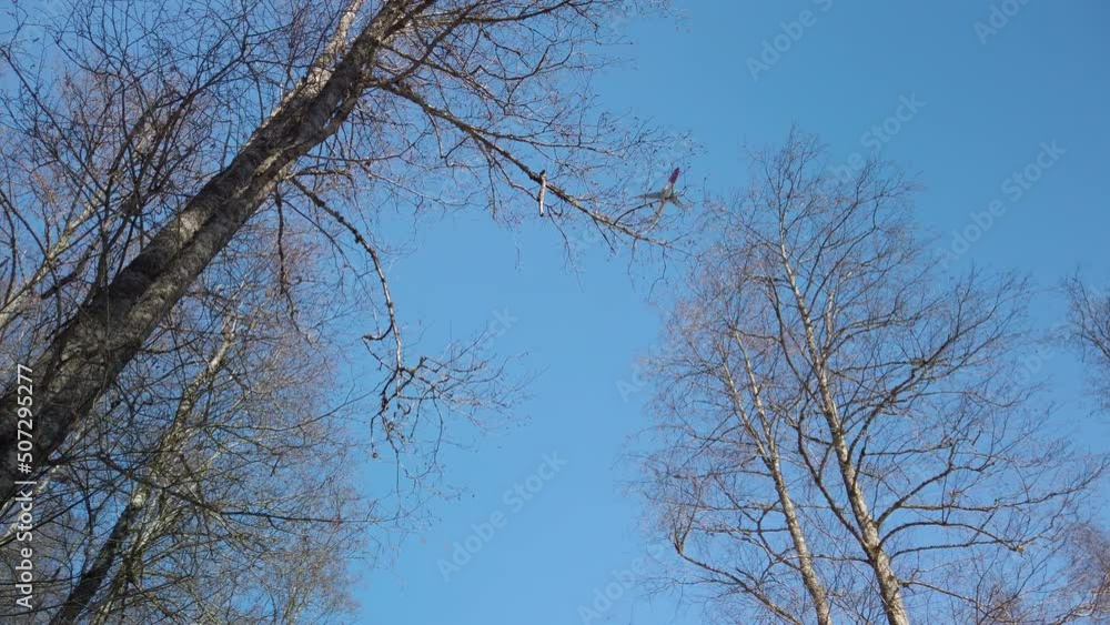 Plane taking off and flying low over winter forest. It’s a clear blue sky. There are no leaves on the trees as it is winter or early spring. Video good for signaling travel to warmer places Plane taking off and flying low over winter forest. It’s a clear blue sky. There are no leaves on the trees as it is winter or early spring. Video good for signaling travel to warmer places