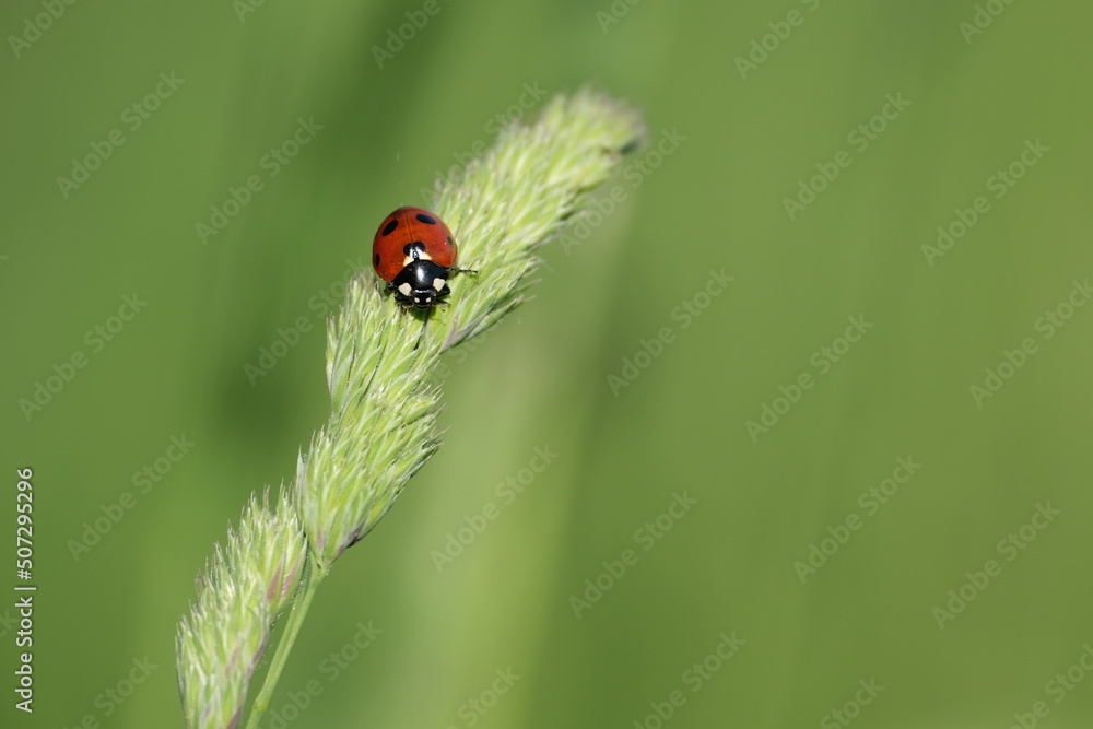 Beautiful picture of a ladybug on a plant Beautiful picture of a ladybug on a plant