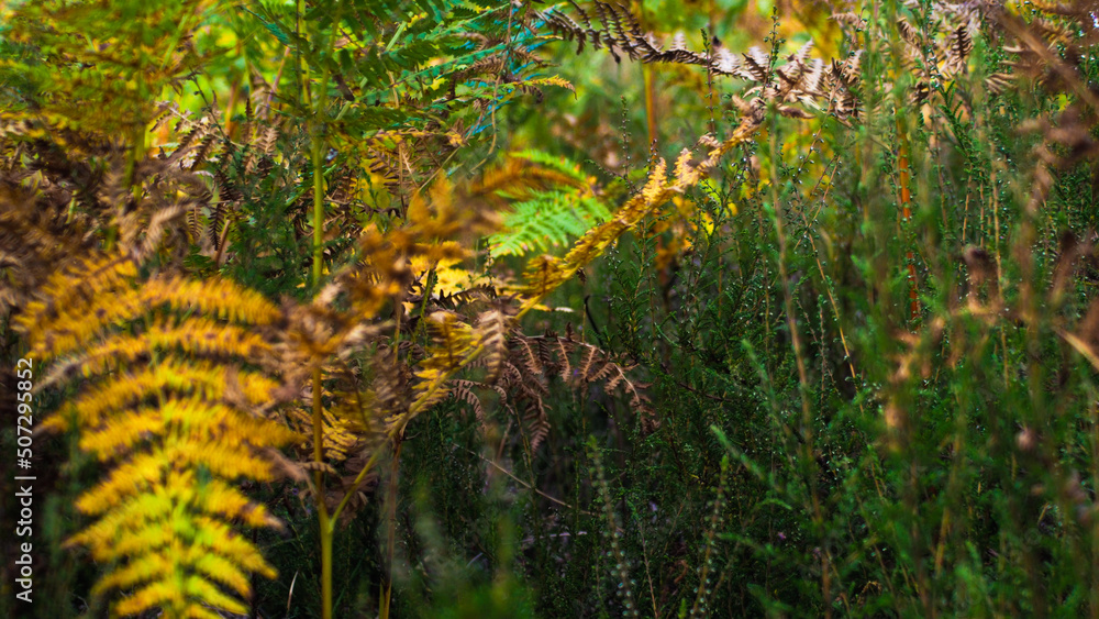 Macro de feuilles de fougère, dans l'environnement forestier des Landes de Gascogne