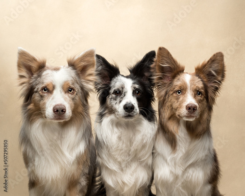 dogs sit at beige background  fun border collie