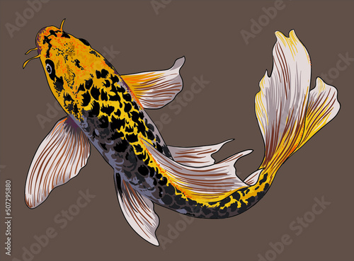 Drawing butterfly koi, beautiful. art.illustration, vector