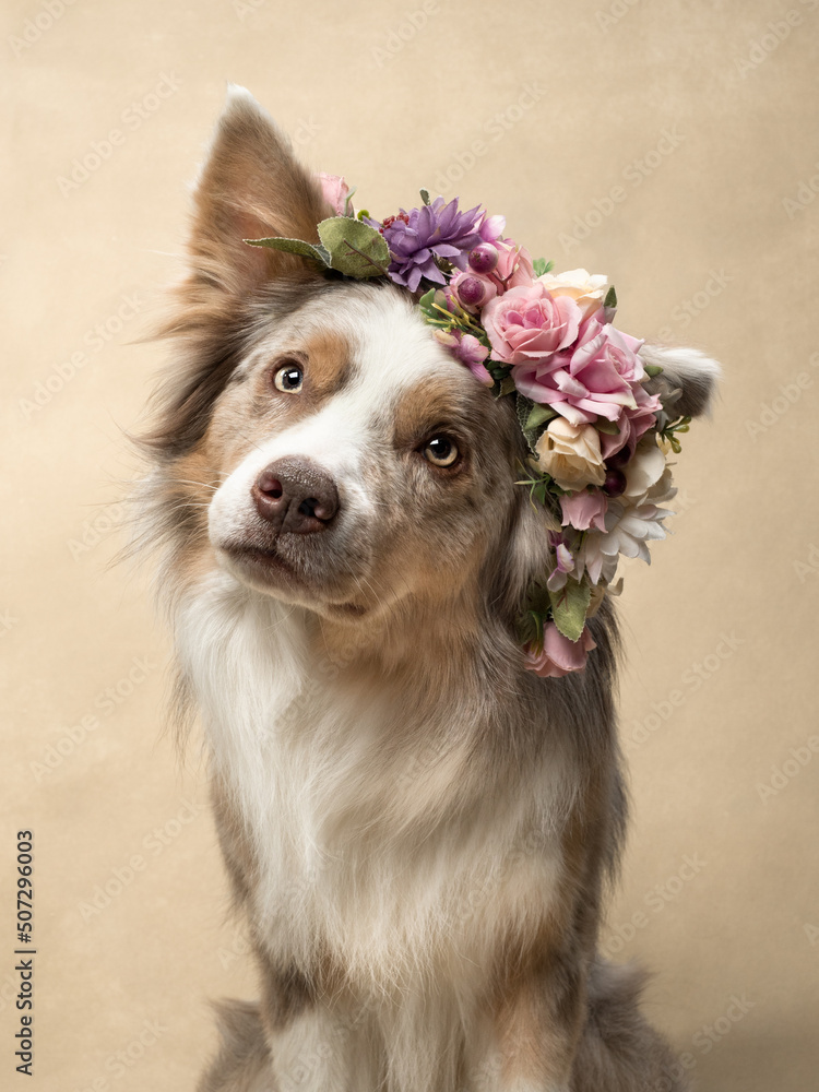dog at beige background, fun border collie, dog with flowers, dog with circlet of flowers