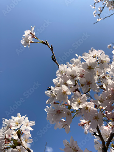 Print op canvas cherry tree in bloom against blue sky, close-up