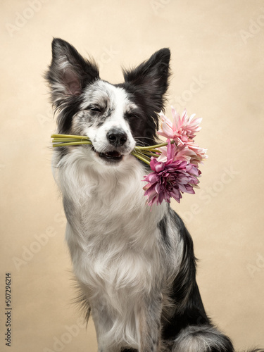 Fototapeta Naklejka Na Ścianę i Meble -  dog at beige background, fun border collie, dog with flowers