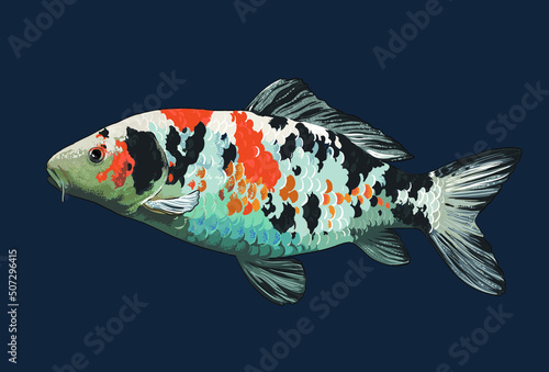 Drawing yamato nisiki koi, large, art.illustration, vector