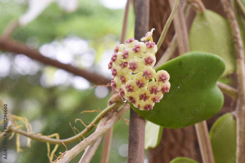 Close-up of green heart-shaped hoya flowers on natural background, perfect for presentations. Close-up of green heart-shaped hoya flowers on natural background, perfect for presentations.