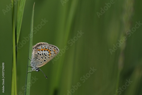 Silver studded blue butterfly close up on a blade of grass in photo