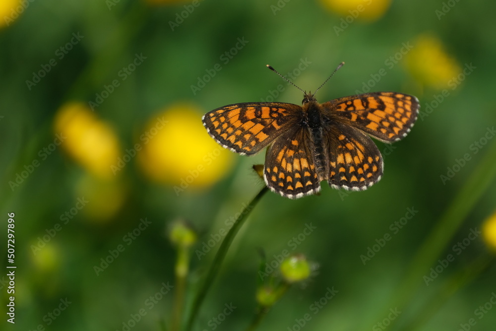 Fototapeta premium Close up of a heath fritillary butterfly resting on a flower