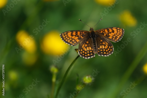 Close up of a heath fritillary butterfly resting on a flower
