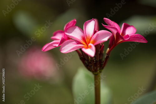 Pink plumeria on the plumeria tree  frangipani tropical flowers.