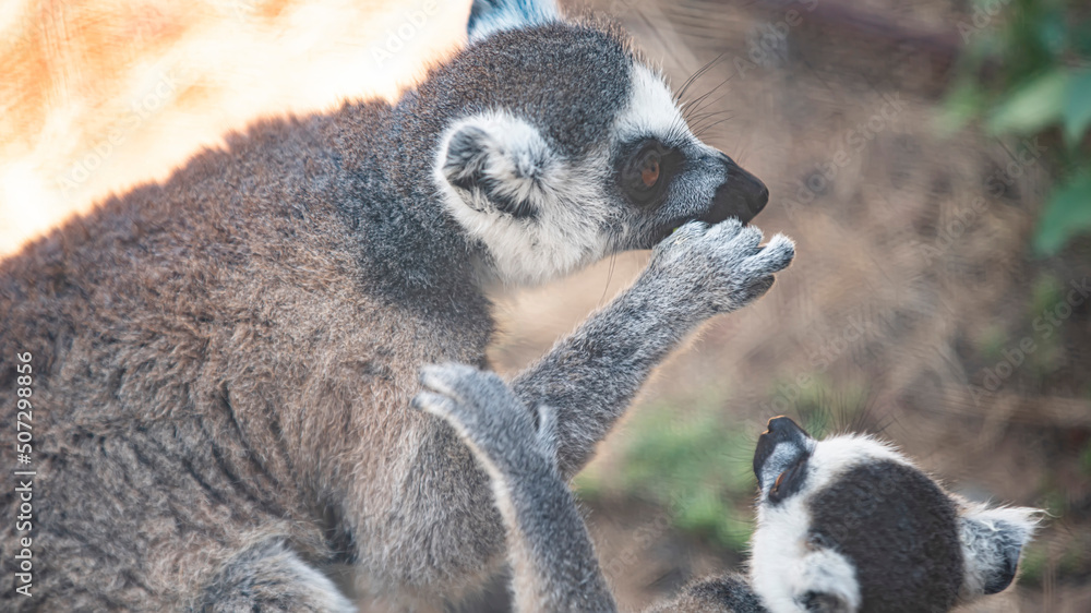Fototapeta premium animal lemur close - up in nature