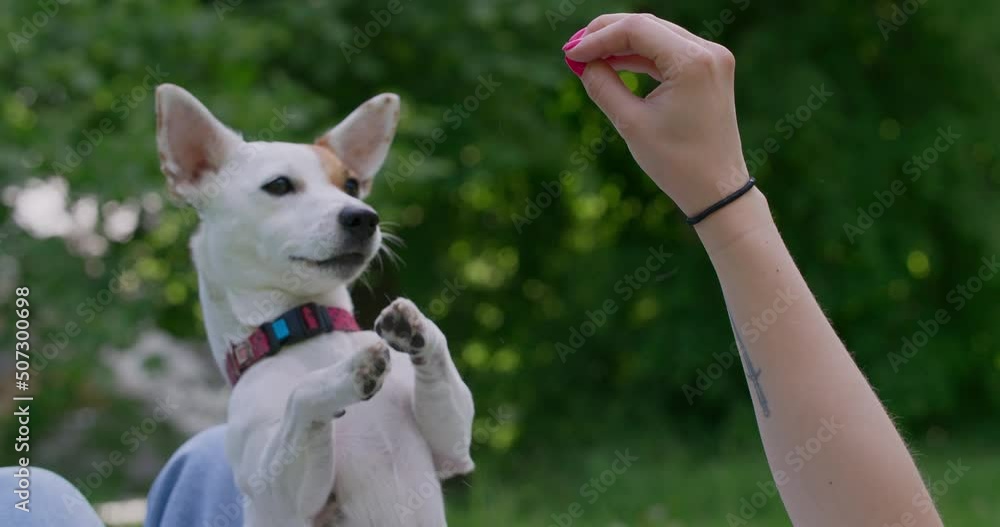 The jack russel dog obeys commands and gets on its hind legs for getting tasty reward, 4k 120fps Prores The jack russel dog obeys commands and gets on its hind legs for getting tasty reward, 4k 120fps Prores