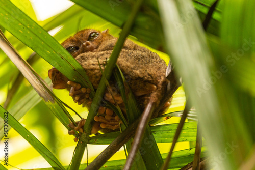 Tarsero fantasma (Tarsius tarsier) colgado de un árbol en la isla de Bohol, Filipinas