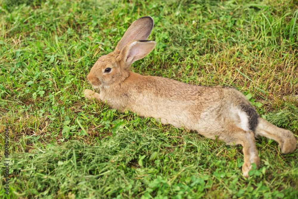 Relaxed young rabbit is lying in the grass a Summer's evening. Blurred background with copy space. Relaxed young rabbit is lying in the grass a Summer's evening. Blurred background with copy space.