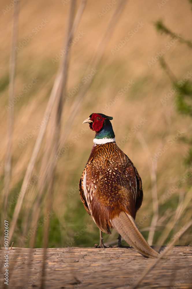 Fototapeta premium bird, tier, fasan, natur, wild lebende tiere, wild, gras, 