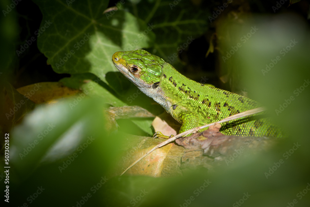 view on an european green lizard view on an european green lizard
