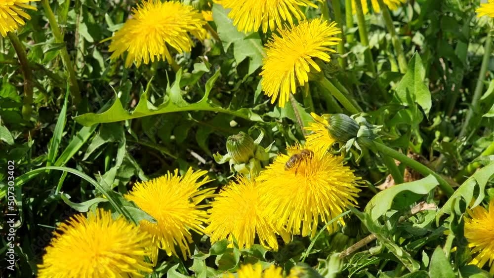 Blooming yellow dandelions in the meadow. A bee collecting honey on a flower. Blooming yellow dandelions in the meadow. A bee collecting honey on a flower.