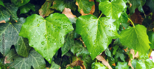 Ivy leaves