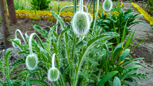 Delicate fluffy poppy buds, Dark green leaves and a prickly bud. The shrub grows in a garden