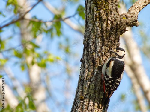 Woodpecker of Hokkaido Great spotted woodpecker