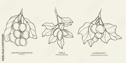 Set of hand drawn soapberry, shea, candlenut.