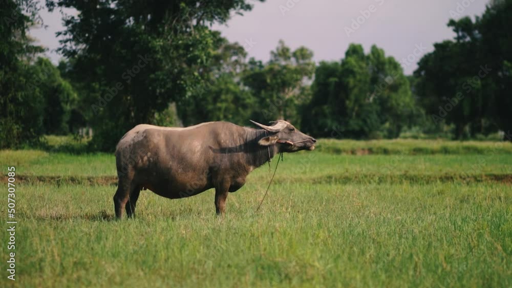 Thai buffalo eating grass in country. Thai buffalo eating grass in country.