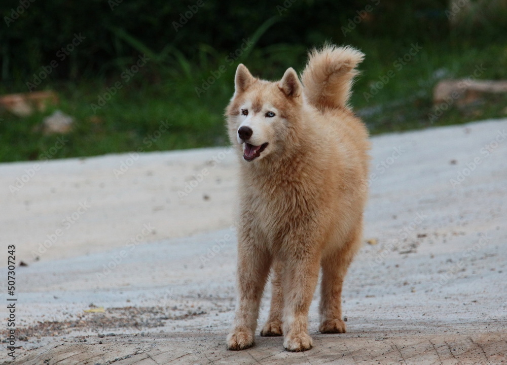 A brown haired dog standing on the cement floor. A brown haired dog standing on the cement floor.