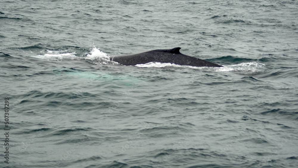 Obraz premium Humpback whale in Machalilla National Park, off the coast of Puerto Lopez, Ecuador